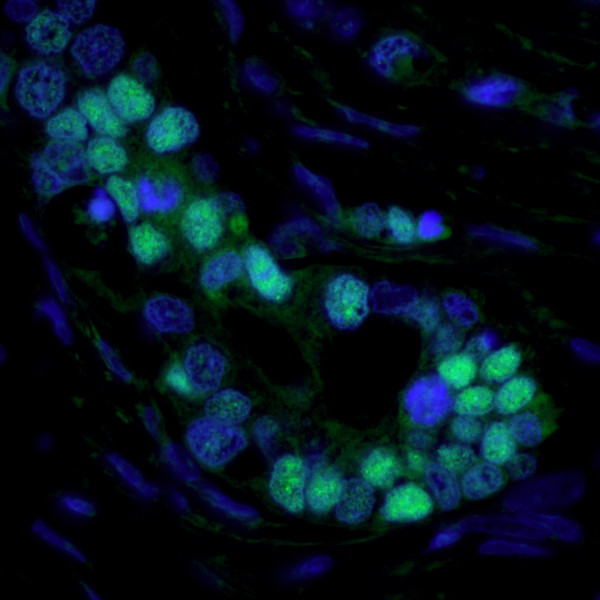 Anti-Mouse IgG-Fc Fragment cross-adsorbed, DyLight(R) 488 conjugated