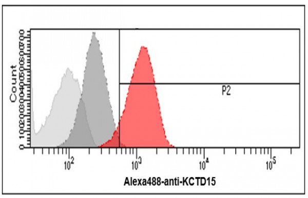 Anti-KCTD15, clone 2B11