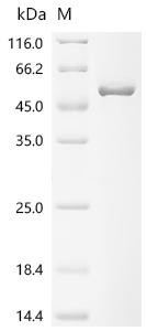 Cartilage-associated protein (CRTAP), recombinant human
