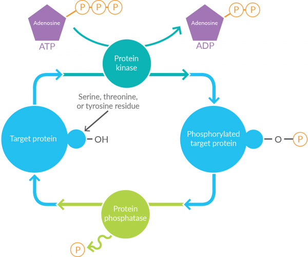 Kinase-Inhibitors-Phosphorylation-Process