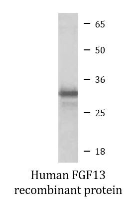 Human FGF13 recombinant protein (Active)