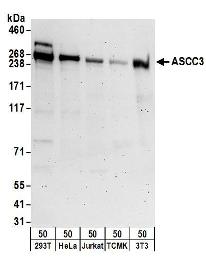 Anti-ASCC3