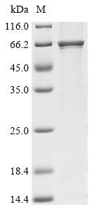 Klotho (Kl), partial, recombinant rat