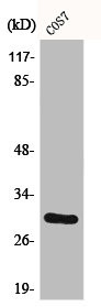 Anti-CD40