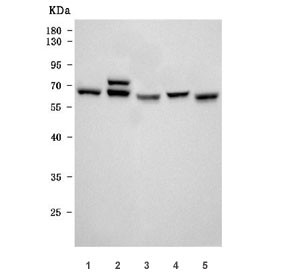 Anti-Kinesin light chain 1 / KLC1, clone 4F2D7