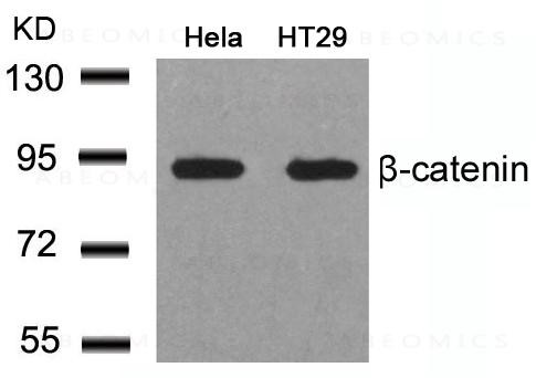 Anti-beta-Catenin (Ab-41/45)