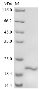 Delta-like protein 3 (DLL3), partial, human, recombinant