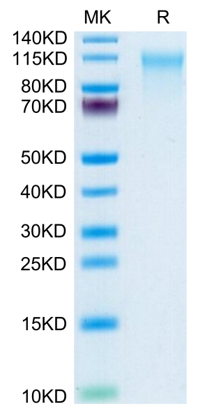 Human CD164 Protein
