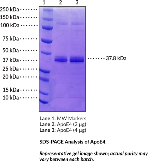 ApoE4 (human, recombinant)