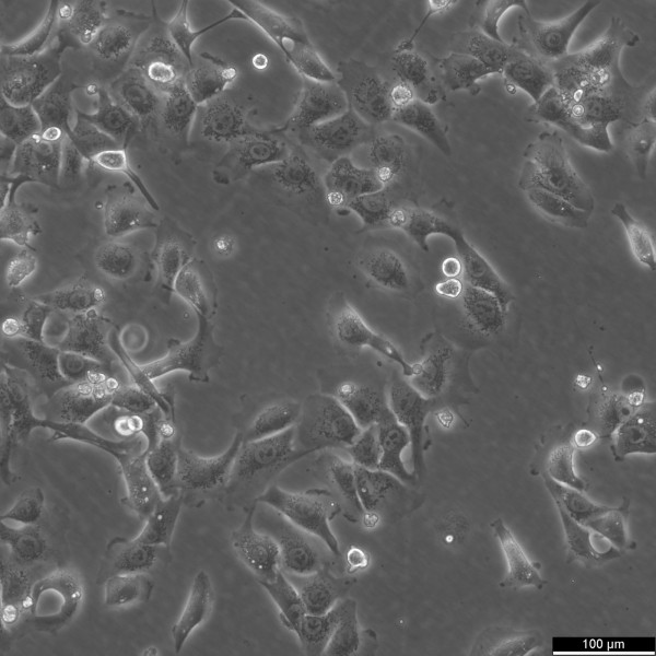 BHT101 Cells