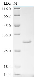 Ferritin light chain (FTL), cat, recombinant