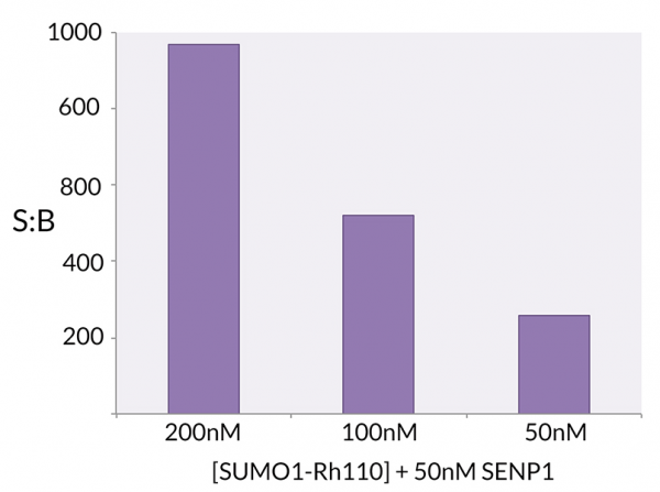 SUMO1 (human) (rec.) (Rhodamine 110)