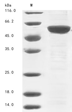 Dedicator of cytokinesis protein 8 (Dock8), partial, mouse, recombinant