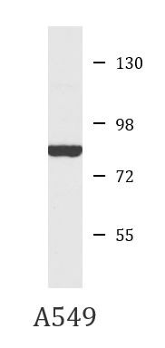 Anti-HSPA8