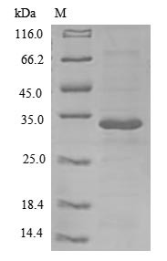 Interleukin-26 (IL26), human, recombinant