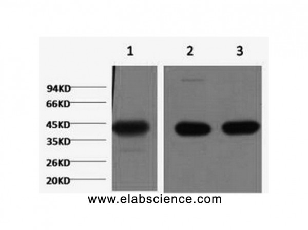 Anti-ACTA1, clone 4A6
