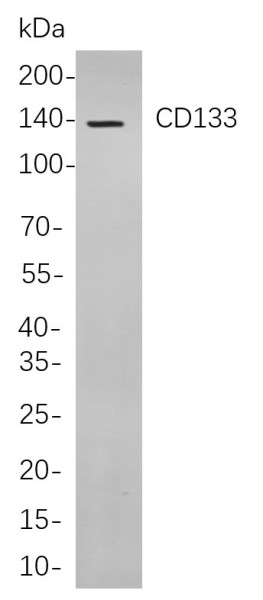 Anti-Recombinant CD133, clone 6G13