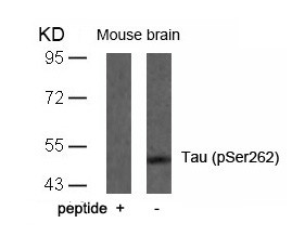 Anti-phospho-Tau (Ser262)
