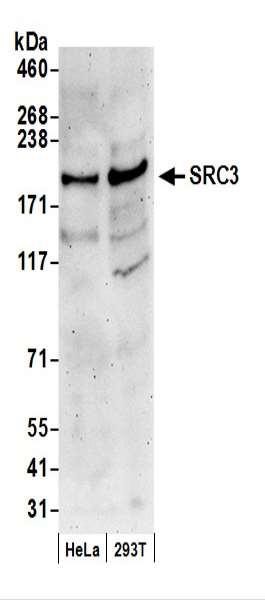 Anti-SRC3