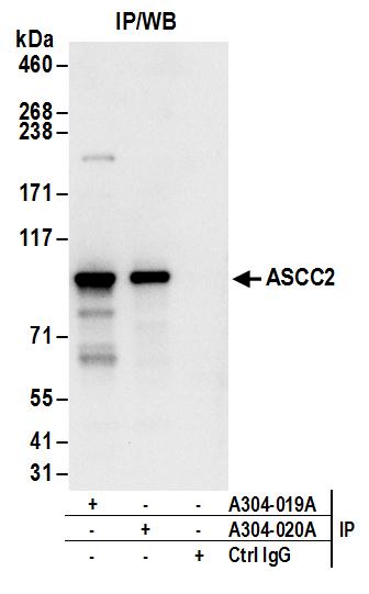 Anti-ASCC2 | Bethyl Laboratories | Biomol.com