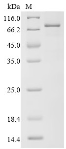 Complement factor I (CFI), human, recombinant