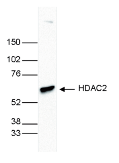Anti-HDAC2