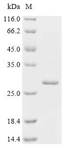 Patatin-like phospholipase domain-containing protein 4 (PNPLA4), recombinant human