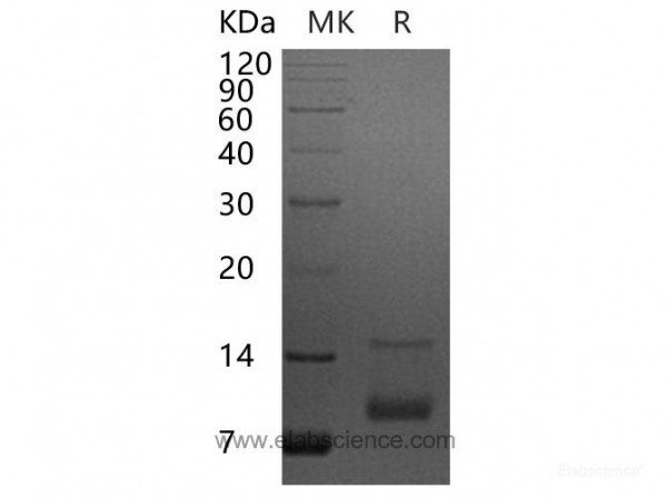 C-X-C Motif Chemokine 7/CXCL7/NAP-2 Protein (recombinant human)