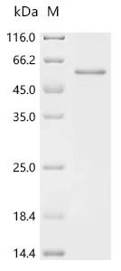 Latent transforming growth factor beta binding protein 4 (Ltbp4), partial, recombinant rat