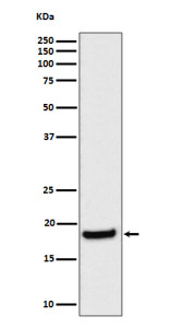 Anti-EIF1AX / eIF1A X isoform, clone 29E78