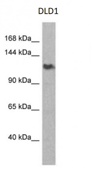 Anti-RBM12B