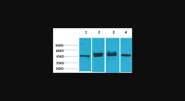 Anti-GAP43, monoclonal