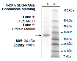 ANGPT1, human recombinant protein, Flag-tag