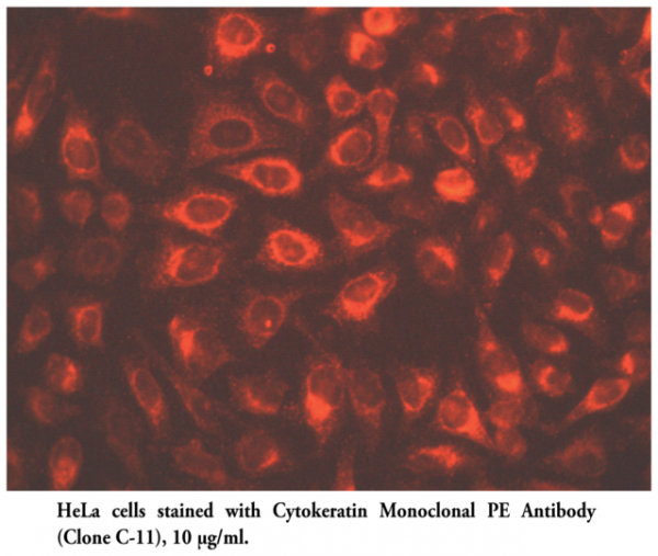 Anti-Cytokeratin PE (Clone C-11)
