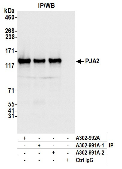 Anti-PJA2