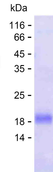 MST1 (human), recombinant protein
