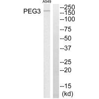 Anti-PEG3