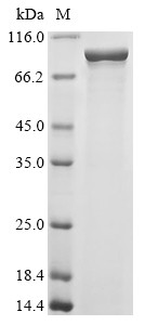 Outer membrane protein assembly factor BamA (BamA), Escherichia coli, recombinant
