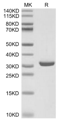 APOE/Apolipo E, His, Mouse