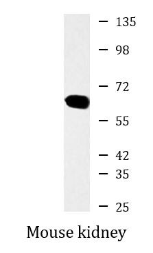 Anti-ATIC, clone 3H12-C9-H9