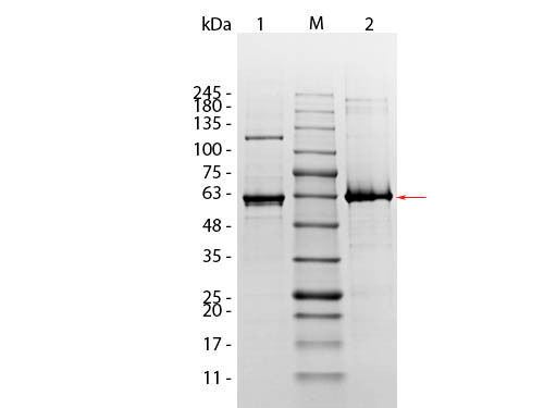 AKT1 (phosphatase treated) Human Recombinant Protein