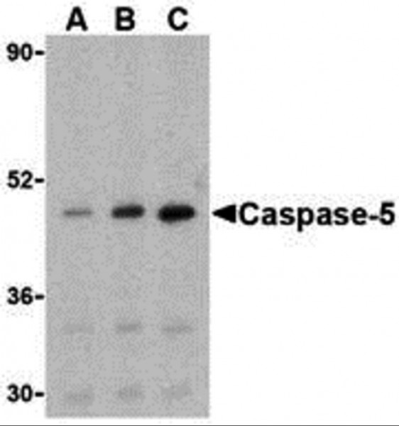 Anti-Caspase-5