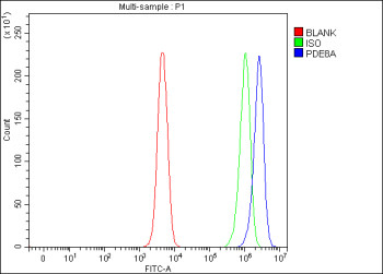 Anti-PDE8A / Phosphodiesterase 8A