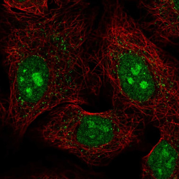 Anti-PCDHAC1