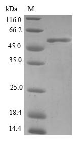 Four and a half LIM domains protein 3 (FHL3), human, recombinant