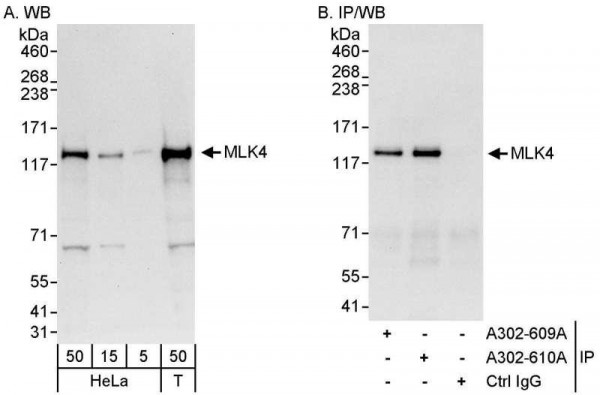Anti-MLK4