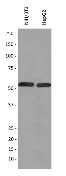 Anti-GLUT3