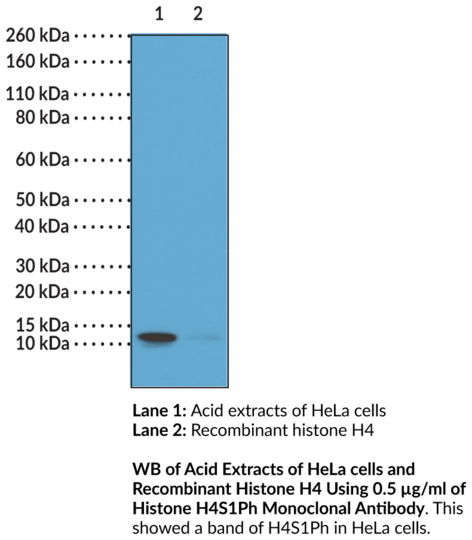 Anti-Histone H4S1Ph Monoclonal Antibody (RM194)