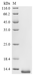 C-C motif chemokine 3 (CCL3), human, recombinant