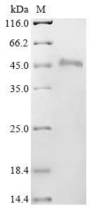 Hypoxia-inducible factor 1-alpha inhibitor (HIF1AN), human, recombinant